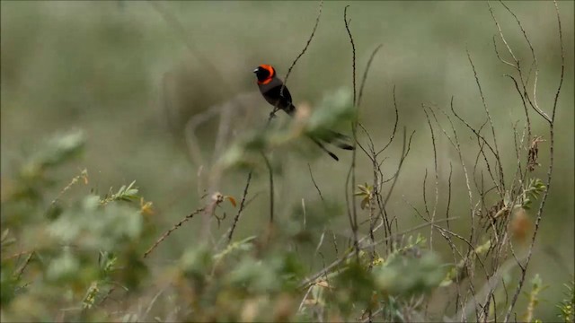 Red-cowled Widowbird - ML201676611