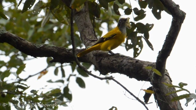 Black-hooded Oriole - ML201676641