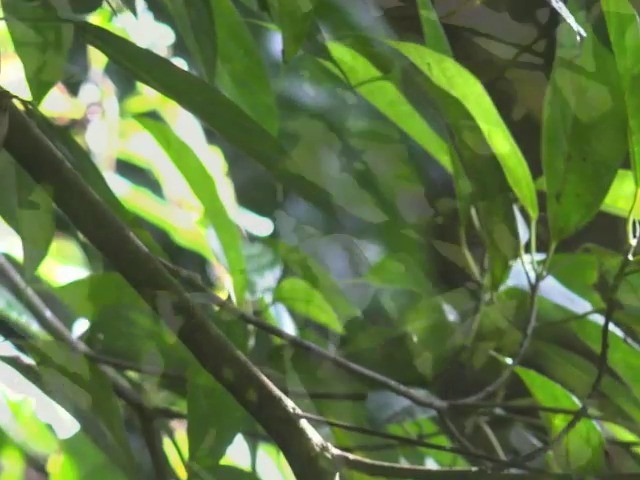 Hainan Leaf Warbler - ML201676761
