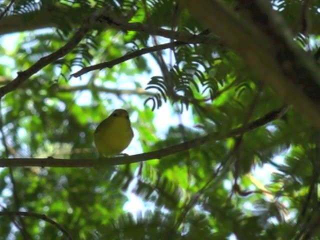 Hainan Leaf Warbler - ML201676781