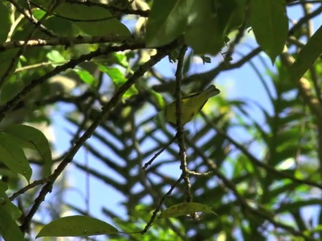 Hainan Leaf Warbler - ML201676791