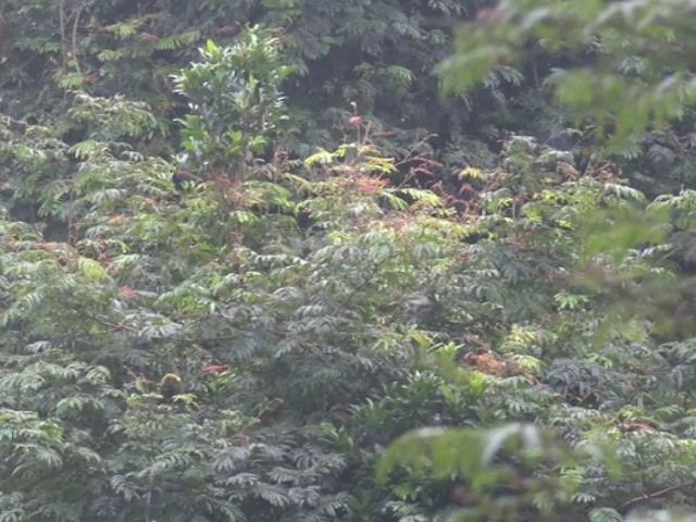 Gray-headed Parrotbill - ML201676811