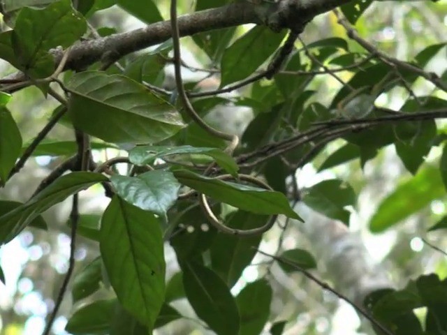 Rufous-faced Warbler - ML201676911