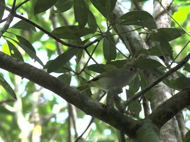 White-bellied Erpornis - ML201676921