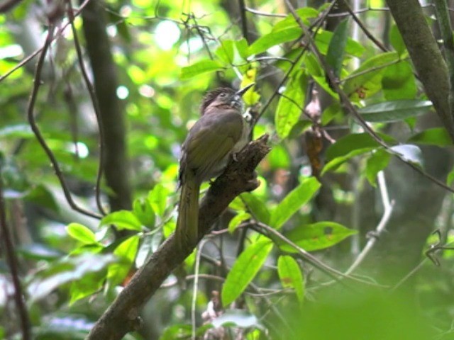 ミヤマヒヨドリ - ML201676931