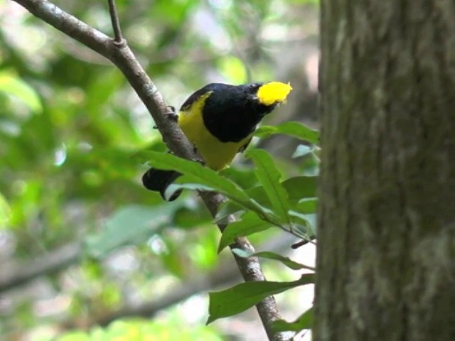 Sultan Tit (Yellow-crested) - ML201676951