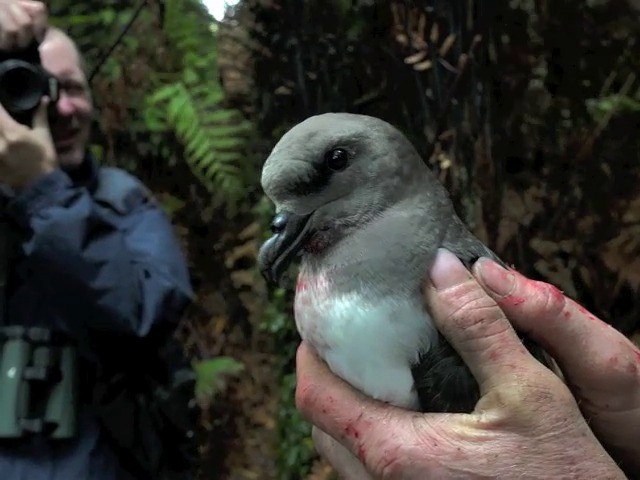 Magenta Petrel - ML201677081