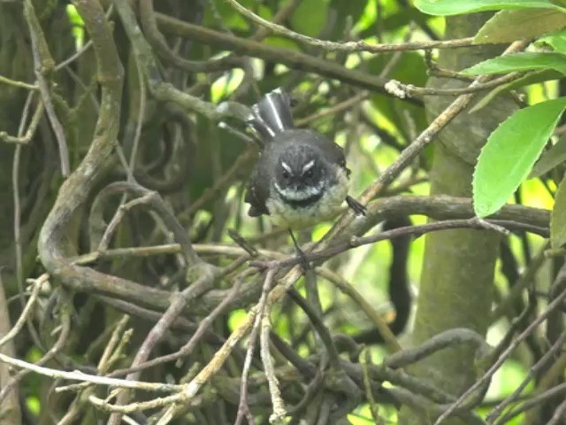 Neuseeland-Fächerschwanz - ML201677131