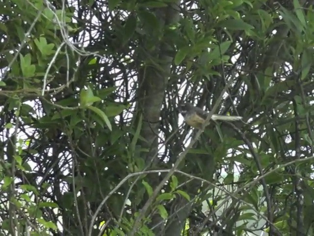New Zealand Fantail - ML201677141