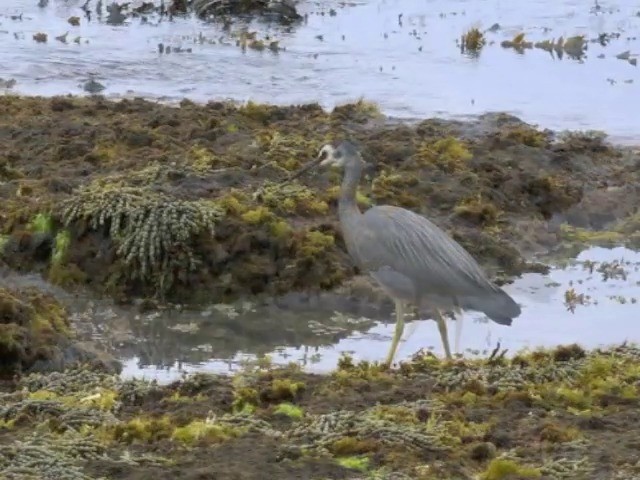 White-faced Heron - ML201677151