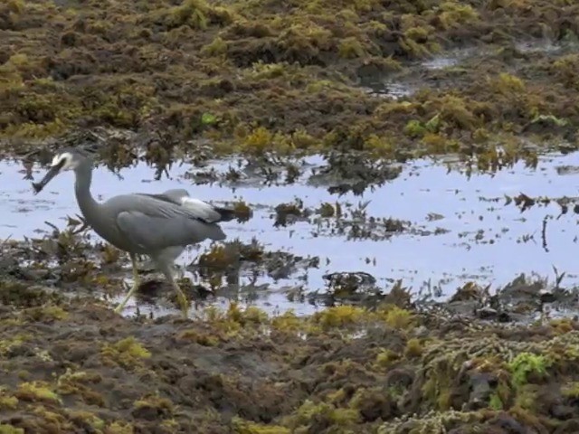 White-faced Heron - ML201677161