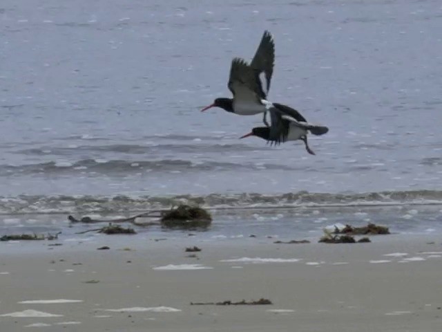 Chatham Oystercatcher - ML201677171