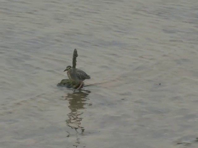 Striated Heron (Old World) - ML201677201