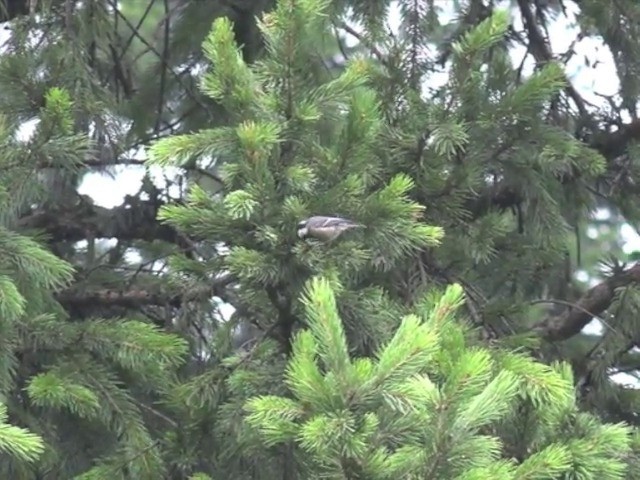 Coal Tit (Black-crested) - ML201677251