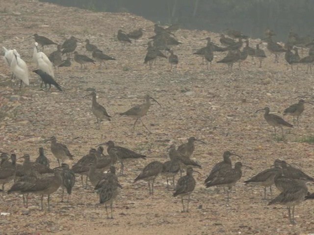 Eurasian Curlew - ML201677271