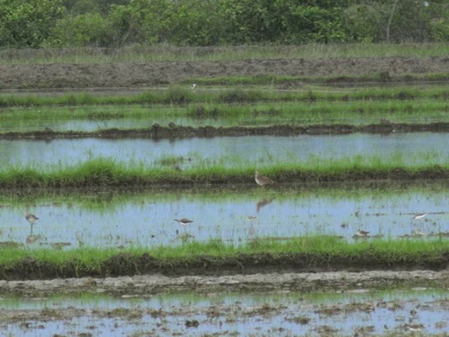 Gray-headed Lapwing - ML201677291