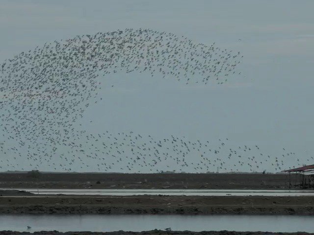 Great Knot - ML201677311