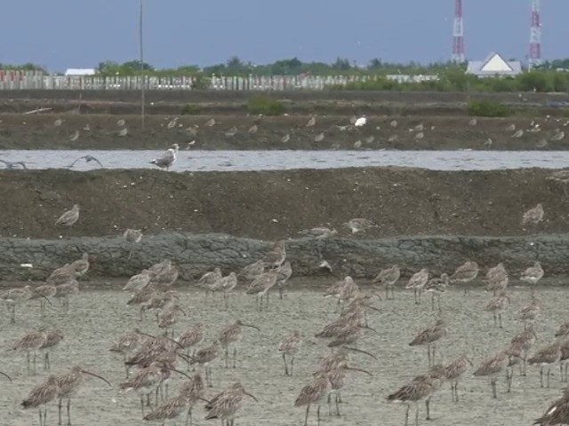 Хар сүүлт цахлай - ML201677381