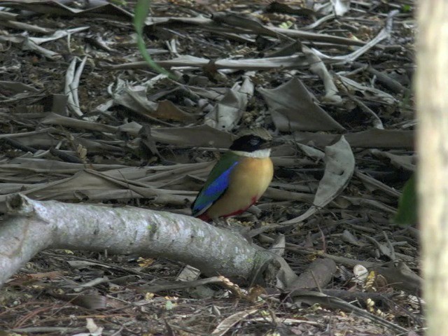 Brève à ailes bleues - ML201677421