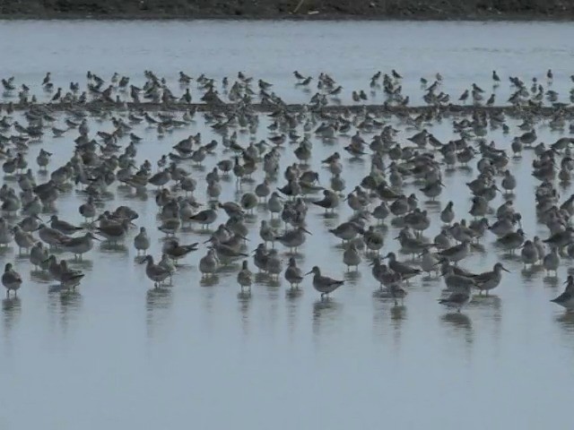 Great Knot - ML201677451