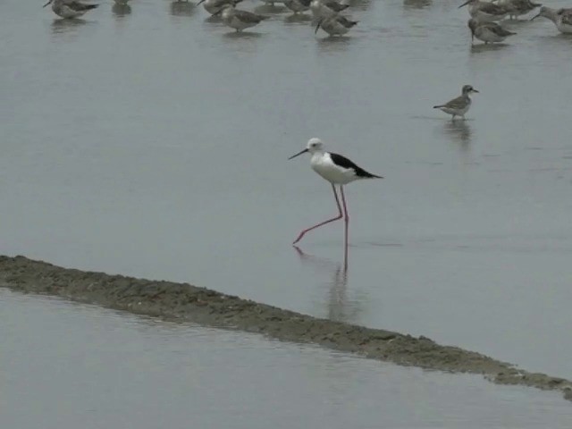 Black-winged Stilt - ML201677541