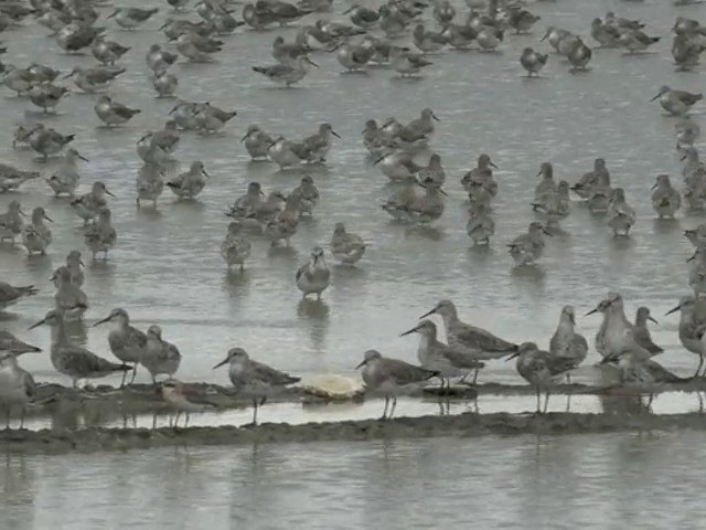 Great Knot - ML201677551