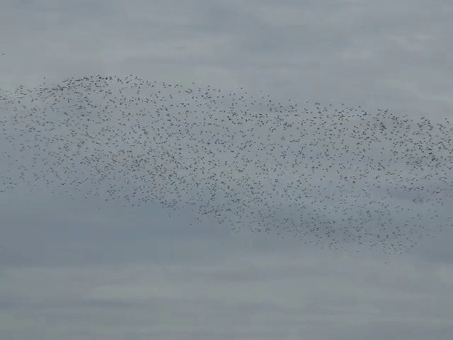 Great Knot - ML201677571