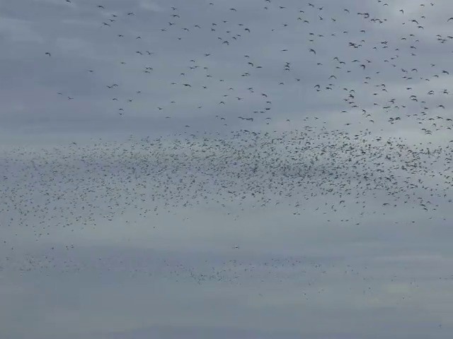 Great Knot - ML201677581