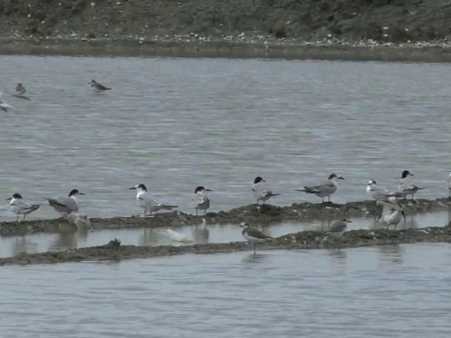 rybák obecný (ssp. longipennis) - ML201677591