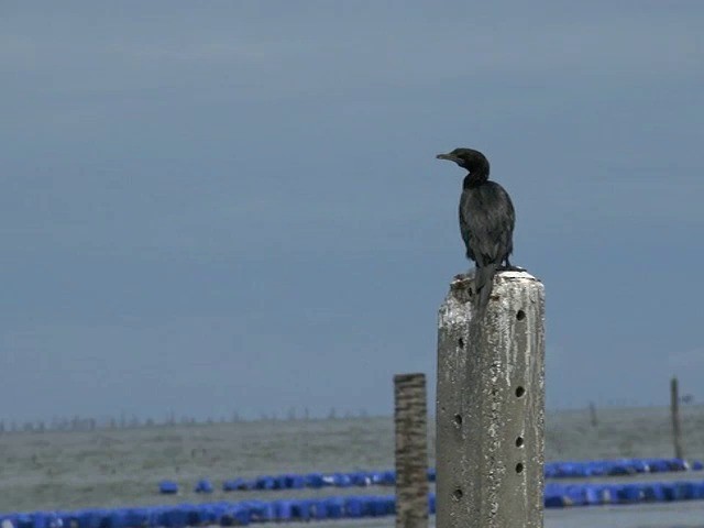 Little Cormorant - ML201677631