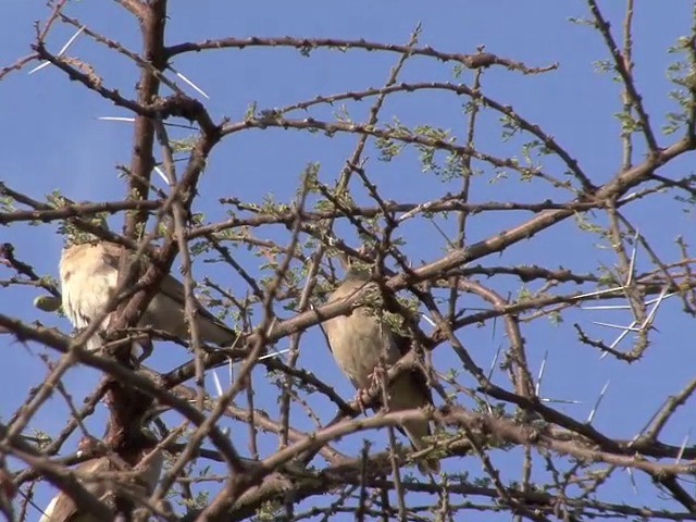 Wattled Starling - ML201677831