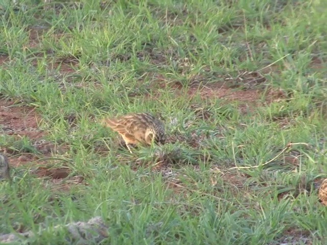 Short-tailed Lark - ML201677851