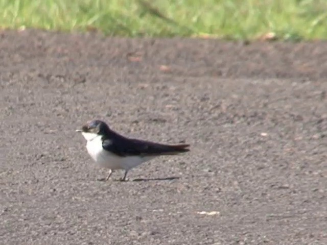 Hirondelle à queue blanche - ML201677871