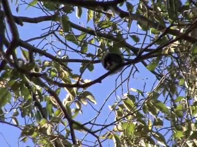 Lesser Honeyguide (Lesser) - ML201677891