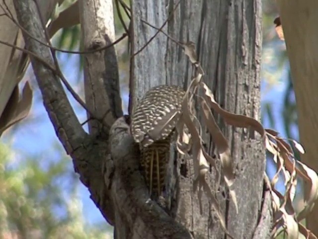 Nubian Woodpecker - ML201677901