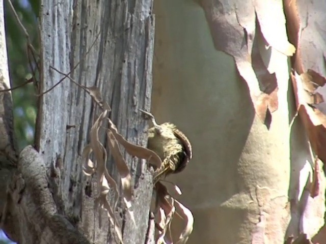 Nubian Woodpecker - ML201677911