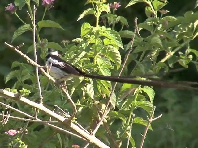 針尾維達雀 - ML201677921