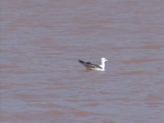 Lesser Black-backed Gull (Heuglin's) - ML201677931