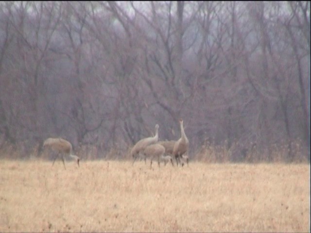 Sandhill Crane - ML201677991