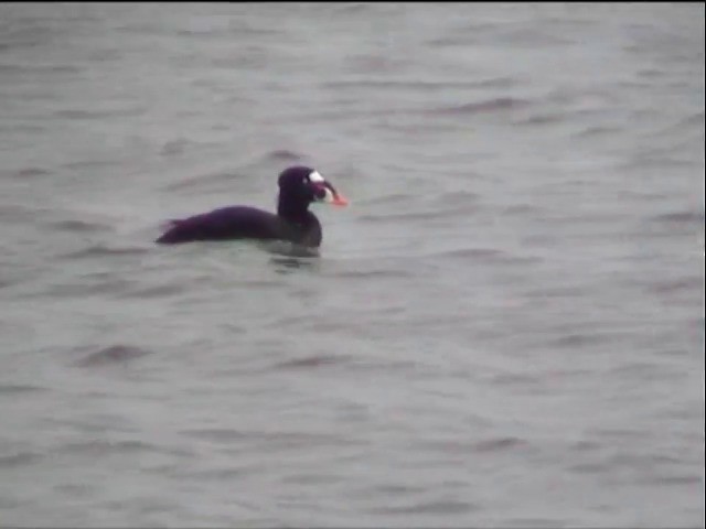 Surf Scoter - ML201678041