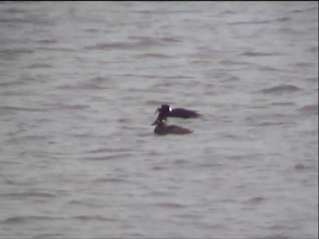 Surf Scoter - ML201678061