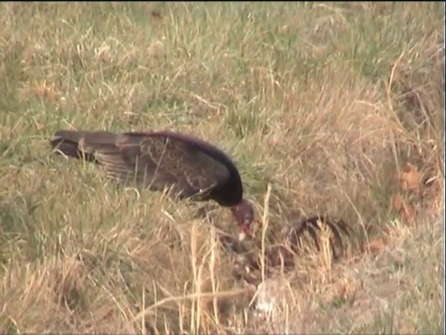 Turkey Vulture (Northern) - ML201678071