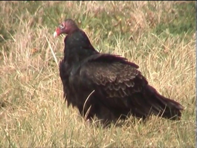 Turkey Vulture (Northern) - ML201678081