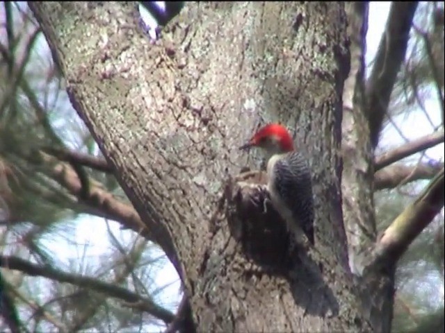 Red-bellied Woodpecker - ML201678091