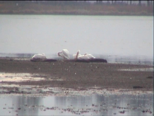 American White Pelican - ML201678111