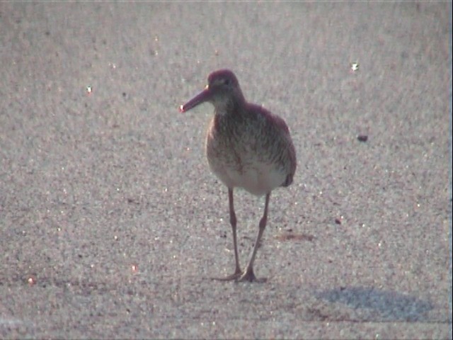 Willet (Eastern) - ML201678141