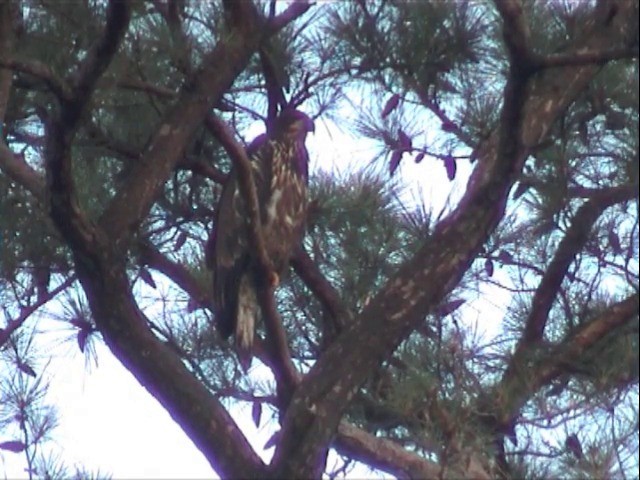 Bald Eagle - ML201678181