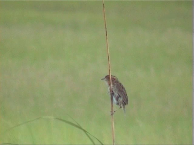 Bruant à queue aiguë - ML201678211