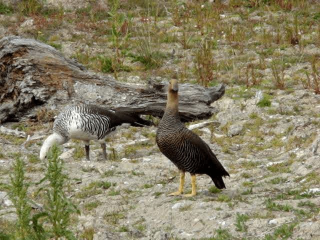 Upland Goose - ML201678301