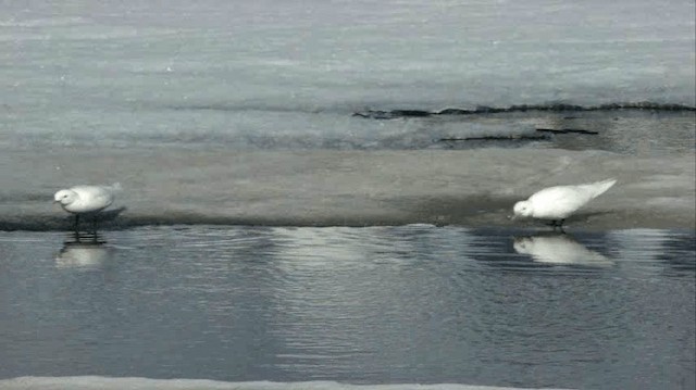 Mouette blanche - ML201678331